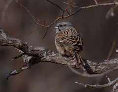 Emberiza godlewskii