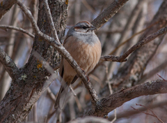 Emberiza godlewskii