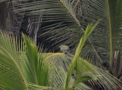Treron phoenicopterus
