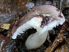 Russula cyanoxantha