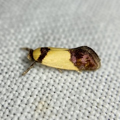 Crepidosceles timalphes