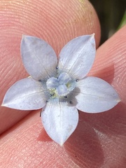 Wahlenbergia cernua