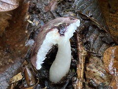 Russula cyanoxantha