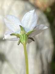 Wahlenbergia cernua
