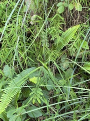 Nephrolepis cordifolia