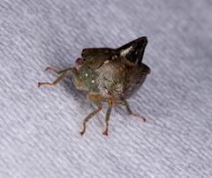 Telamona decorata