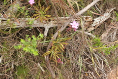 Drosera hilaris