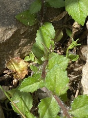 Wahlenbergia cernua