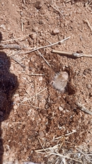Hexisopodidae