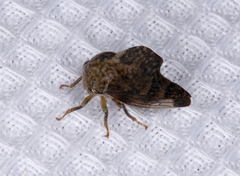 Telamona decorata
