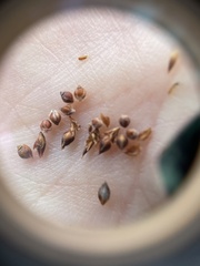 Rhynchospora plumosa