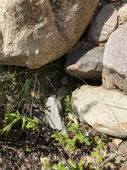 Wahlenbergia cernua