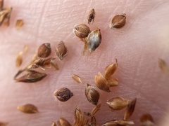 Rhynchospora plumosa