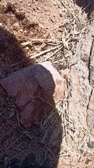 Hexisopodidae