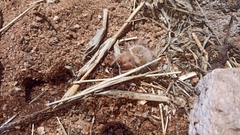 Hexisopodidae