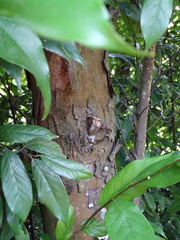 Castanopsis carlesii