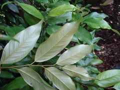 Castanopsis carlesii