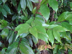 Castanopsis carlesii