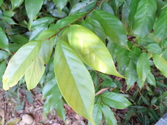 Castanopsis carlesii