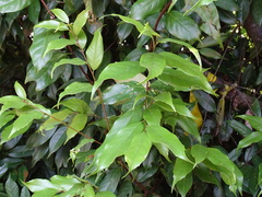 Castanopsis carlesii