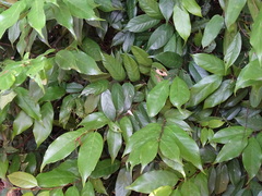 Castanopsis carlesii