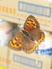 Lycaena phlaeas daimio