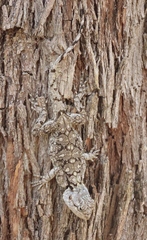 Acanthocercus atricollis