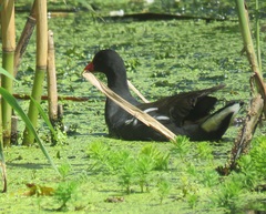 Gallinula chloropus meridionalis