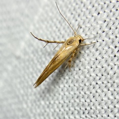 Stathmopoda