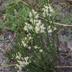 Struthiola ciliata