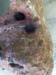 Echinometra vanbrunti