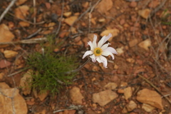 Knowltonia tenuifolia