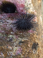 Echinometra vanbrunti