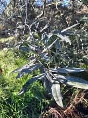 Salix salviifolia