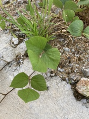 Neustanthus phaseoloides