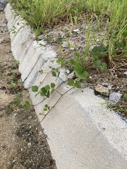 Neustanthus phaseoloides