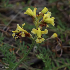 Tritoniopsis parviflora