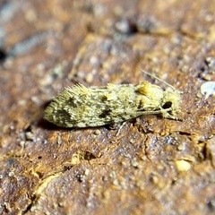 Tineidae