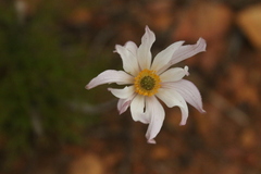 Knowltonia tenuifolia