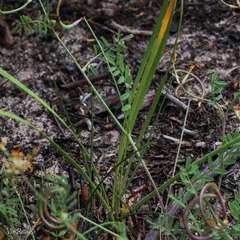 Tritoniopsis parviflora