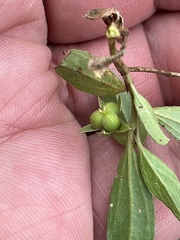 Ditaxis humilis