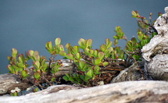 Vaccinium uliginosum