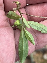 Ditaxis humilis