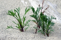 Artemisia campestris caudata