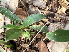 Ditaxis humilis