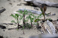 Artemisia campestris caudata