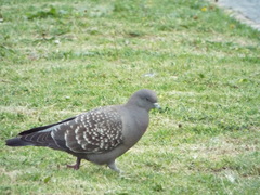 Patagioenas maculosa