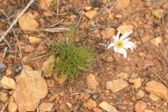 Knowltonia tenuifolia