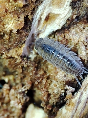 Porcellionidae