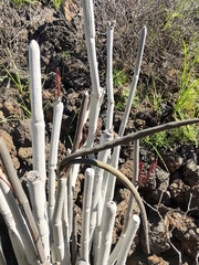 Ceropegia fusca image